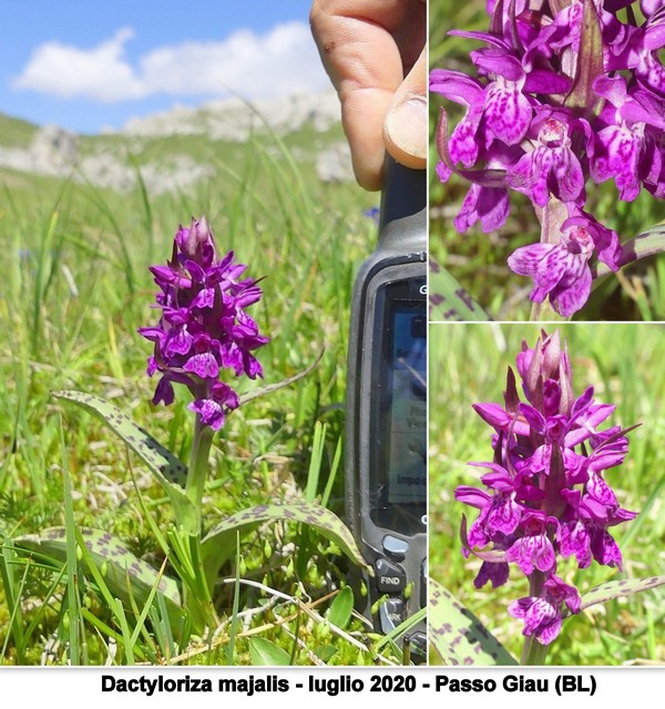 DACTYLORHIZA: immagini di una splendida orchidacea.